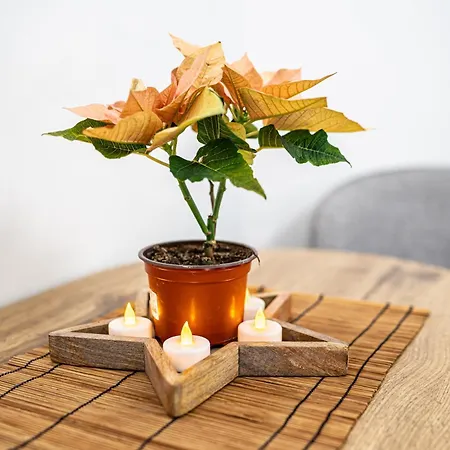 Terrace Apartament Budapesta